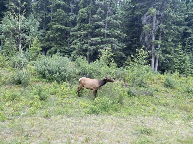 Wild Young Elk standing in field