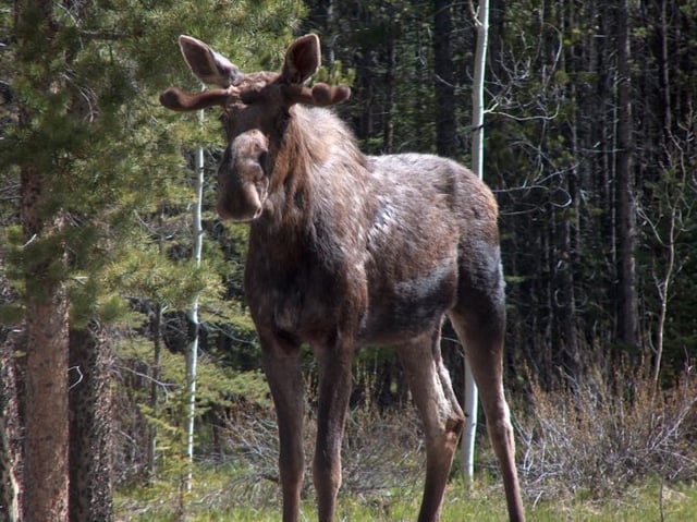 Moose standing Kananaskis Country
